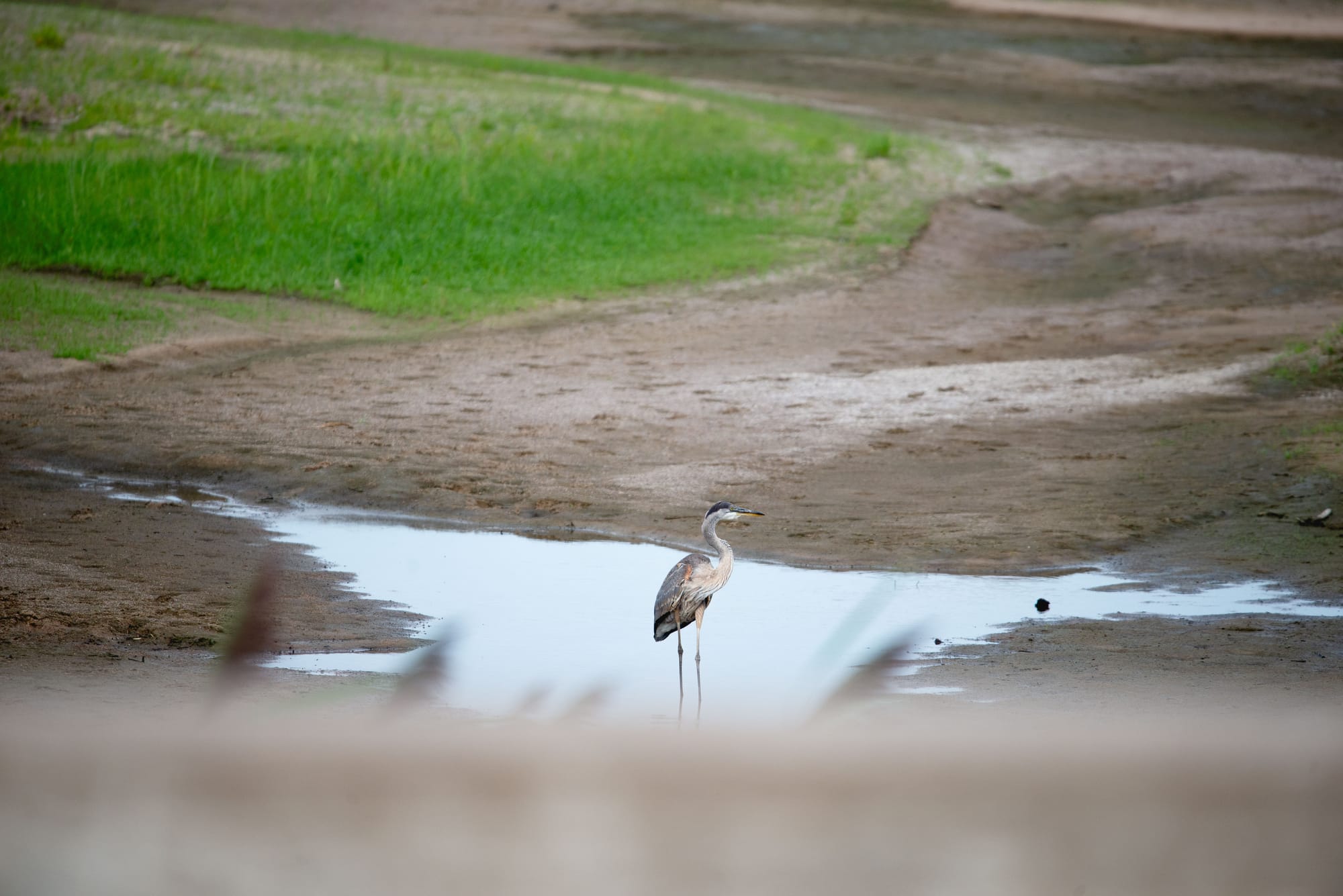 A Blue Heron fishes near a the road at Rowe Sanctuary.