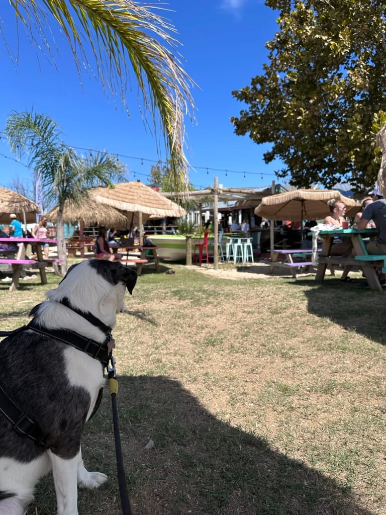 Dog looks at patrons of a tiki bar and dockside restaurant.