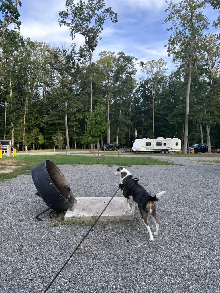 A dog observes other campers near the fire ring of their own campsite.