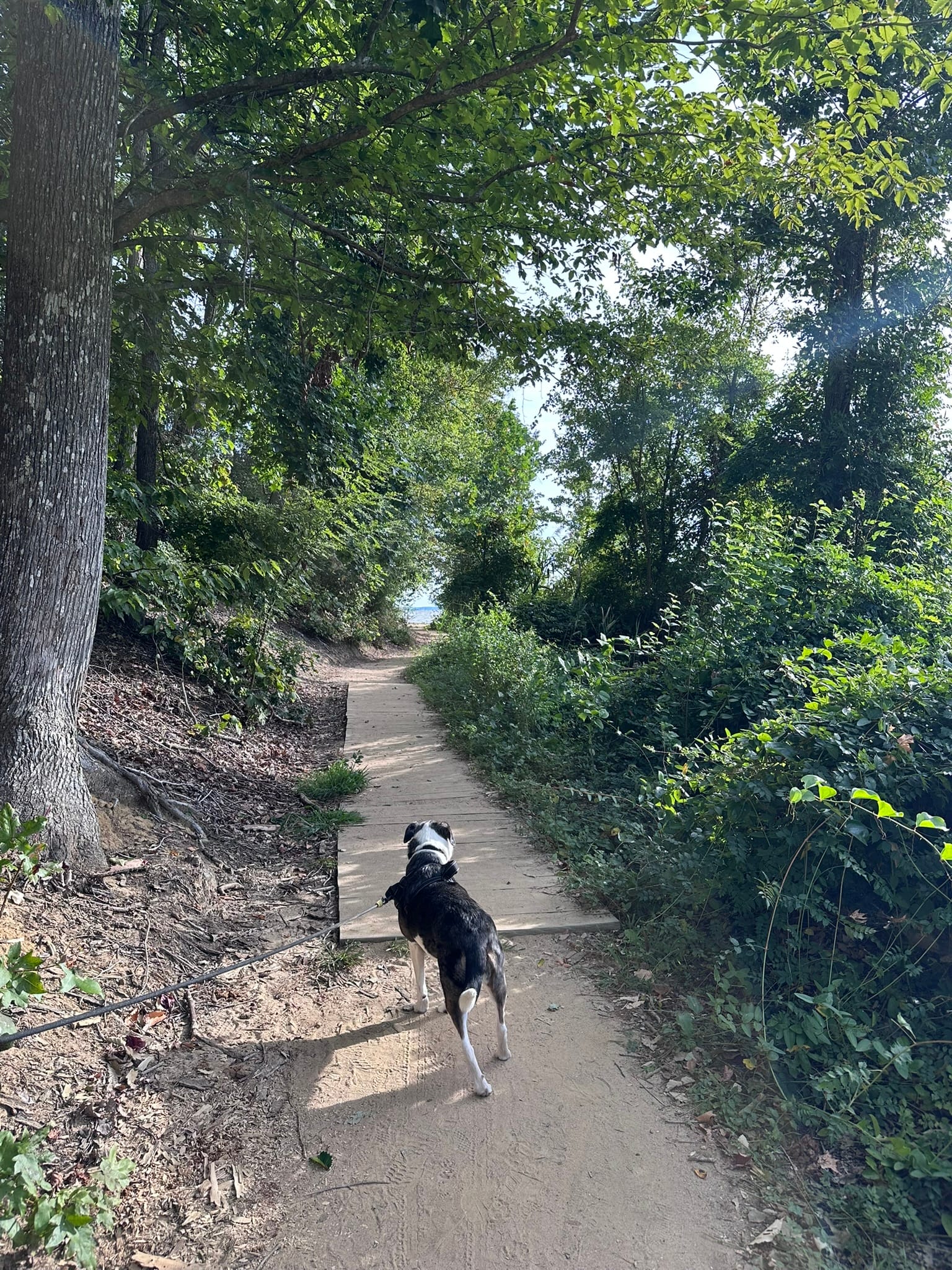 A dog stands on a sandy trail ahead of a boardwalk and additional trail that opens up to a beach.