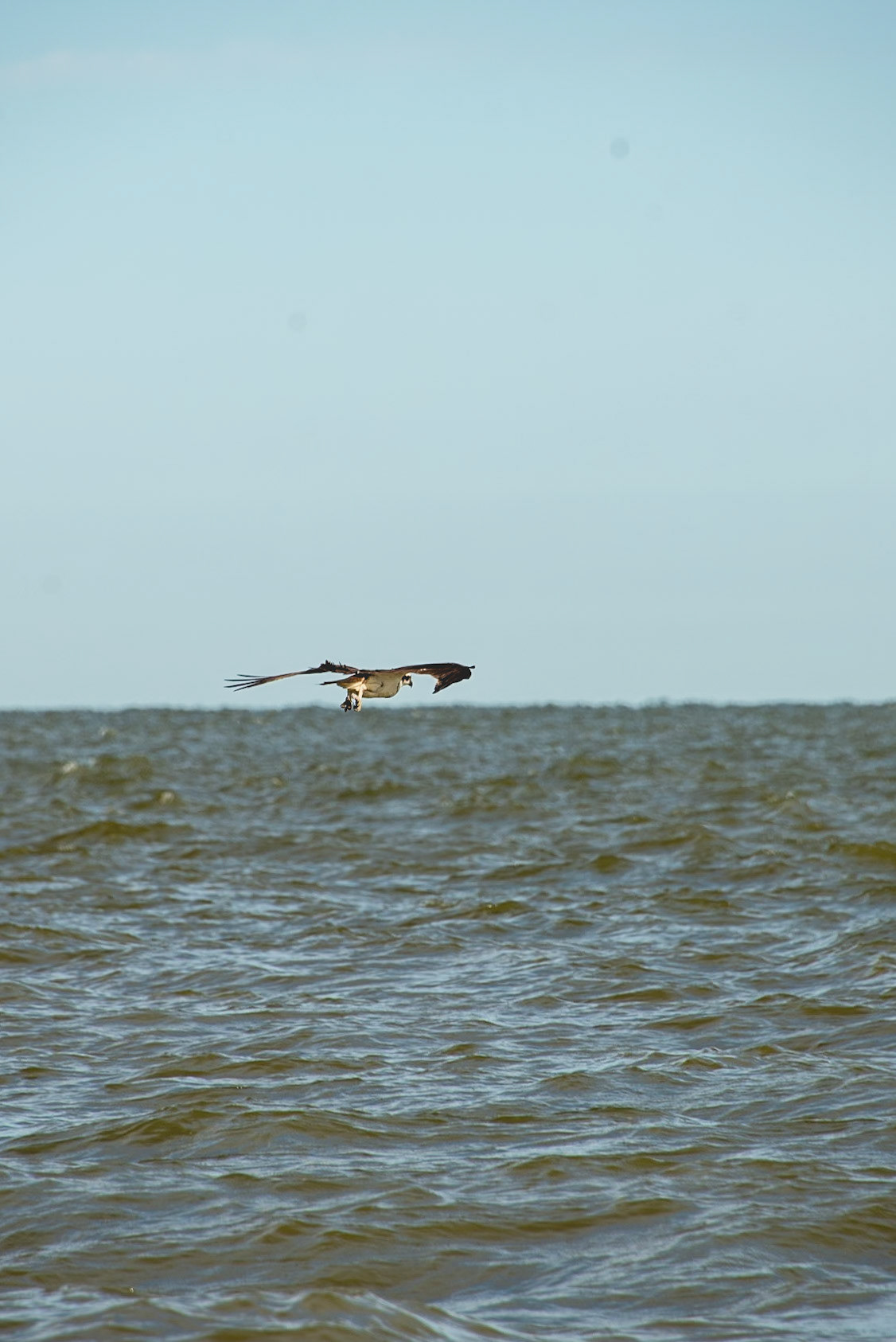 An osprey flys low over the waters of the Potomac River.